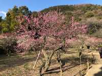 🌳四國高松栗林公園：百年歷史、美景依然🌳