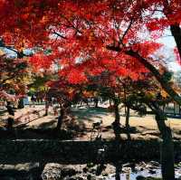 🍁 🍂 Momiji Autumn Leaves in Nara! 