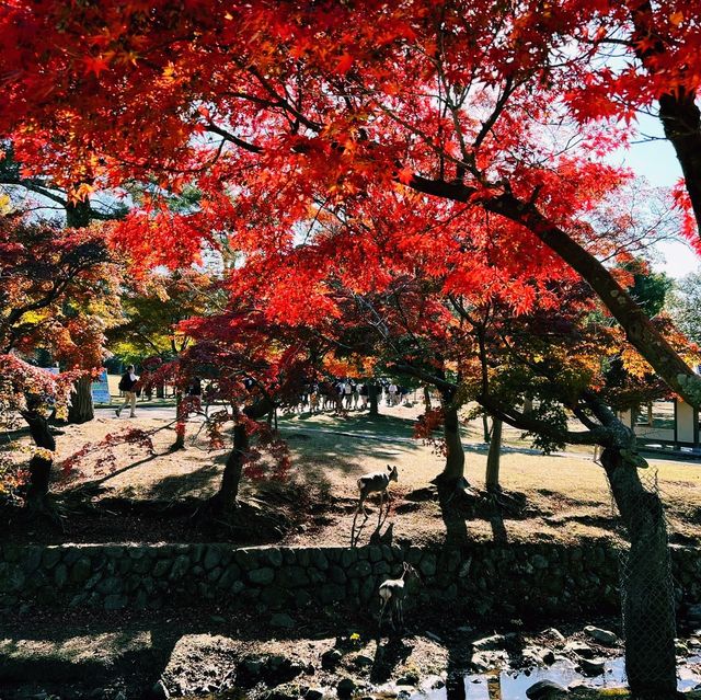 🍁 🍂 Momiji Autumn Leaves in Nara! 