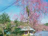บ้านร่องกล้า