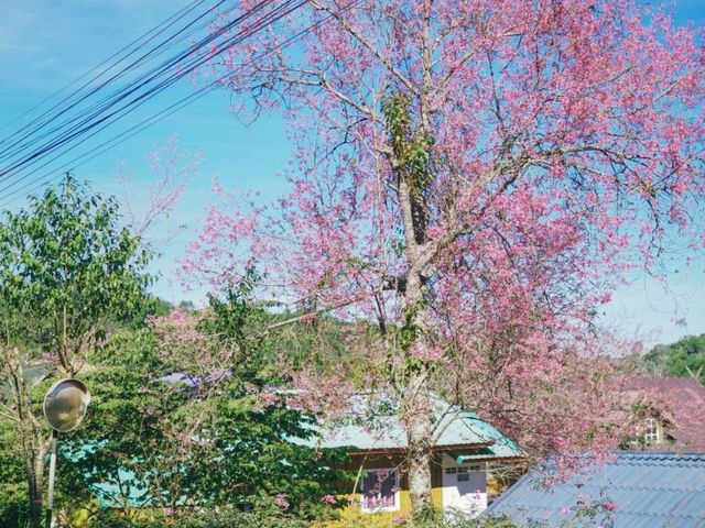 บ้านร่องกล้า