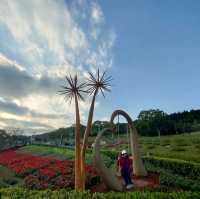 花開正好-北投三層崎公園