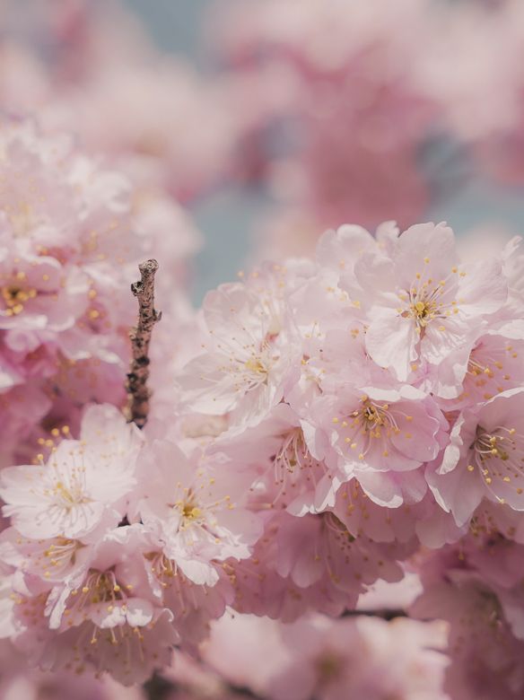 Spring in Japan🌸 Aguri Park Sagayamaen ✨