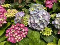 香港賞花 | 維園花展 | 主題花繡球花篇