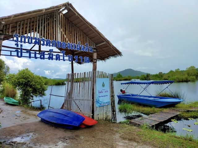 พายเรือคายัค ชมป่าเสม็ดโบราณ ที่สวนพฤกษศาสตร์ระยอง
