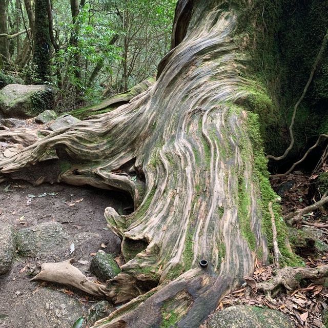 Hiking through the trail of Yakushima Island 