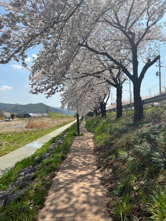 사람들이 모르는 숨은 벚꽃 명소!
