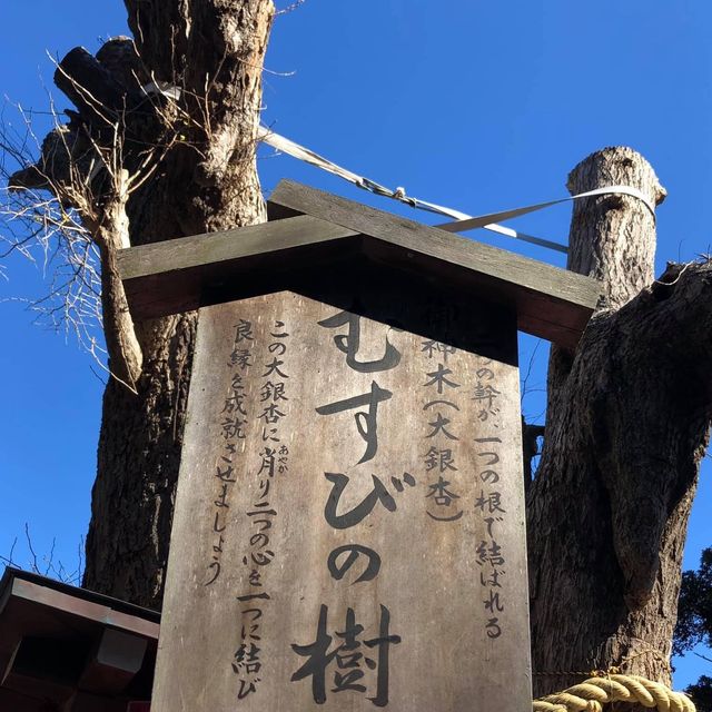 東京一小時車程近郊半日遊🫶🏻🫶🏻江島神社⛩️欣賞美麗海岸