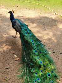 深圳動物園一天遊