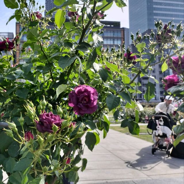 【大阪 中之島】満開のバラ園✨