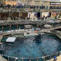 吃喝玩樂盡在West Edmonton Mall
