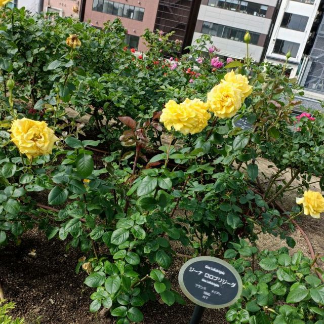 Beautiful Rose Garden in Osaka 