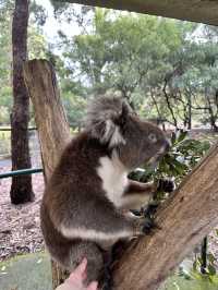 Solo trip to Cleland Wildlife Park. 