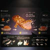 オオサンショウウオを堪能できる　京都水族館
