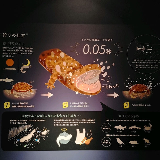 オオサンショウウオを堪能できる　京都水族館