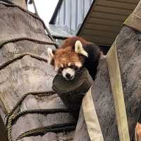 【北海道・旭川】動物の自然な様子が観察できる🐆🐐🦍