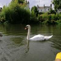A Fascinating Journey through History and Academia: Exploring Cambridge's Museums, King's College, and the Picturesque River