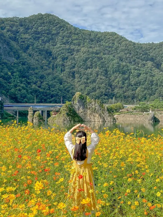 황화코스모스 물결 가득 찬 단양🌼💛