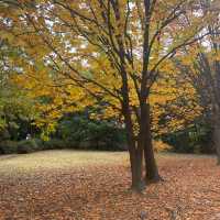 Free Park in Seoul during Autumn for 🍁🍂