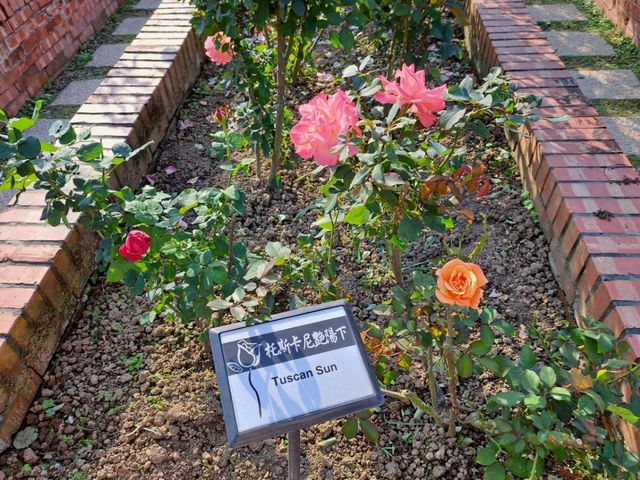 浪漫的士林官邸玫瑰園⚘️🌹各種玫瑰等著你來欣賞❤️
