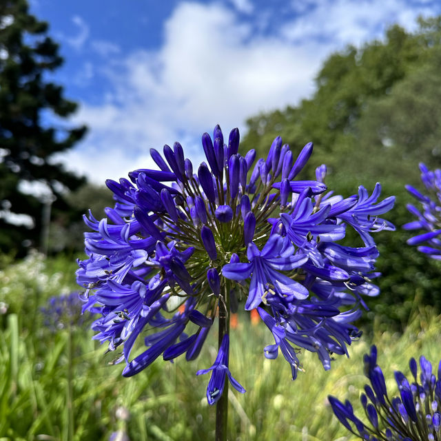 Beautiful Royal Botanic Garden in Sydney