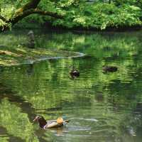 【杭州】茅家埠：冬日觀賞鳥類，水岸觀鳥的野趣景點