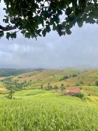 นาขั้นบันไดแม่แจ่ม 🌳🌳