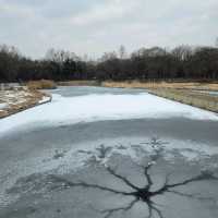 冬日下嘅首爾最大自然公園「首爾林」
