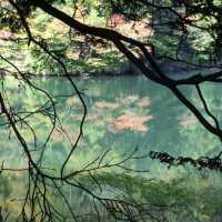 ชมมรดกโลกทางธรรมชาติที่ Lake Juniko