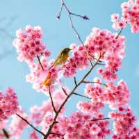 【東京】飛行機✈️×桜🌸を楽しめる「荏原神社」が見ごろになりました！