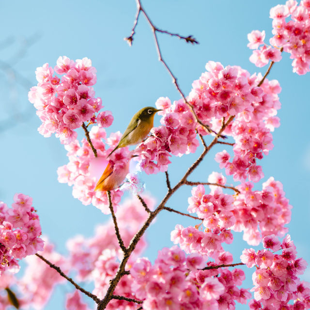 【東京】飛行機✈️×桜🌸を楽しめる「荏原神社」が見ごろになりました！