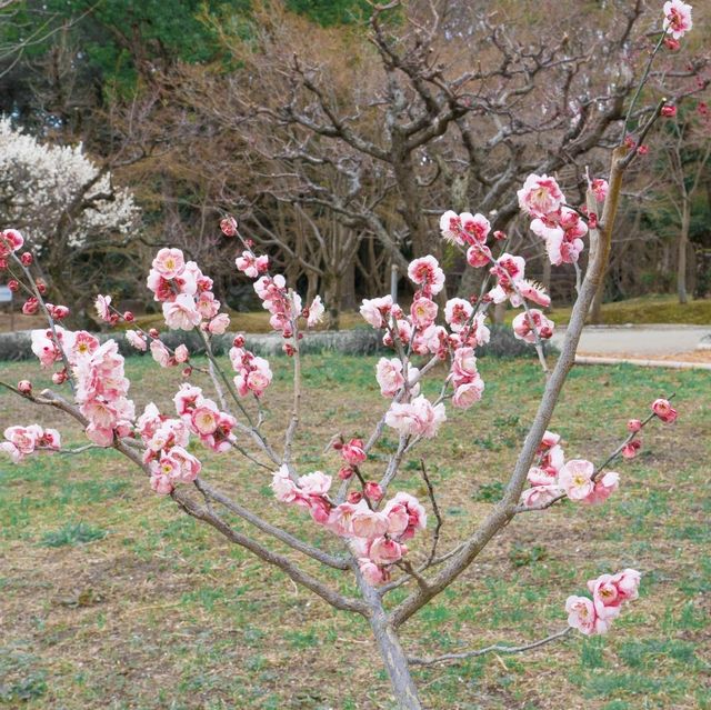 万博記念公園