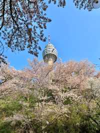 대구 벚꽃 성지🌸 대구이월드🎠