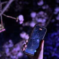 【桜攻略】夜桜を楽しむコツ🌙🌸