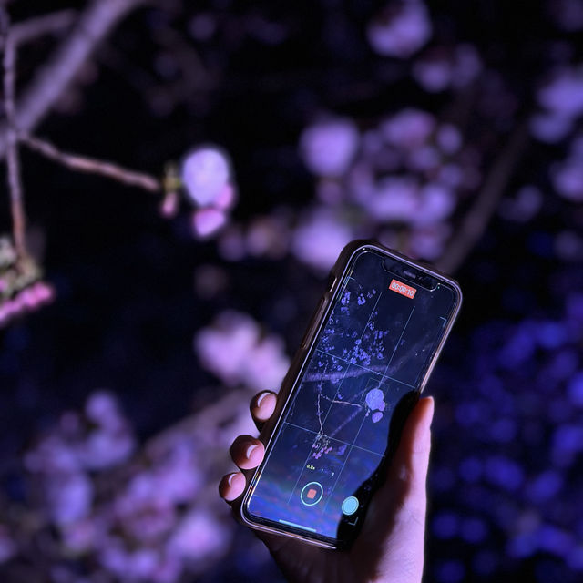 【桜攻略】夜桜を楽しむコツ🌙🌸