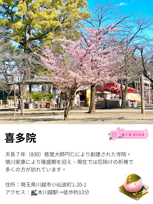 【喜多院/埼玉県】徳川家ゆかりの寺院で少し早い桜詣