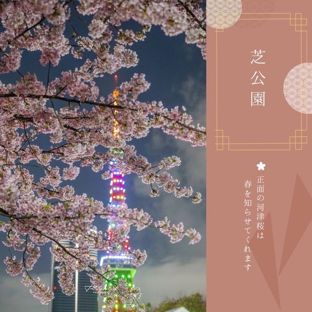 おすすめ！東京タワー桜スポット🗼🌸