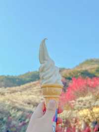 봄을 여는 광양 매화마을의 아침🌸💖