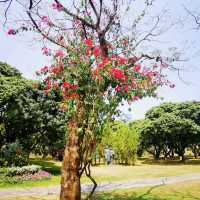 深圳中山公園-城市綠洲