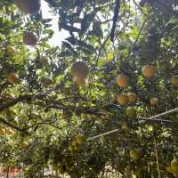 Citrus Bounty: Pick Your Vitamin C Boost