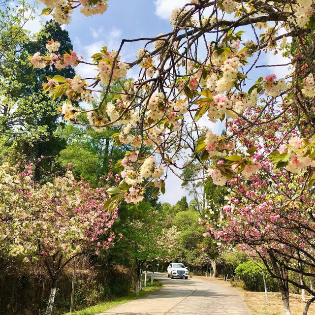 澳門大潭山郊野公園：親山體驗，美好記憶