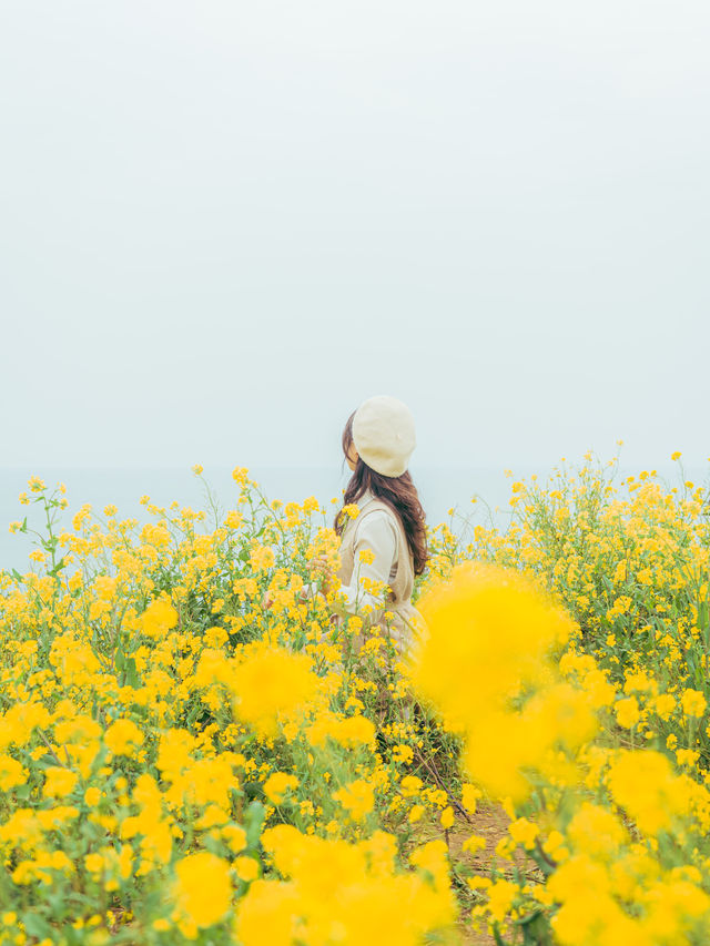 🌼제주 동쪽 유채+바다+노을 명소 [서우봉]☀️