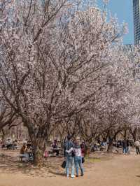 Seoul Forest Park หนึ่งในจุดชมพ็อตกตที่สวยสุดในโซล