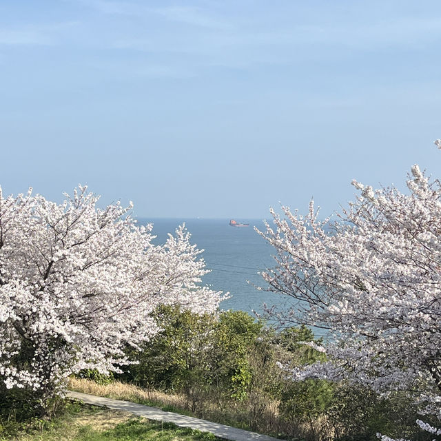 여수 여행 벚꽃명소 액자 포토존 자산정류장 실시간