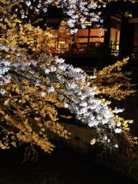 一度は行きたい🌸京都の桜といえばここ！祇園白川🌸
