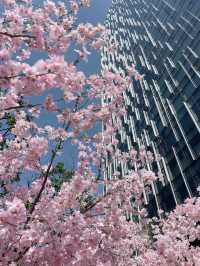 名古屋駅🌸花粉症知らずのお花見