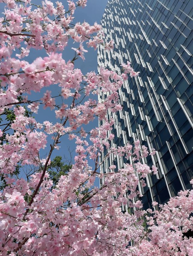 名古屋駅🌸花粉症知らずのお花見