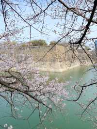 【2024年桜】大阪城公園ちょっと穴場の桜