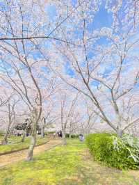 桜満開