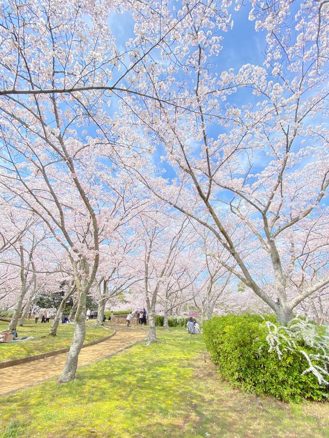 桜満開